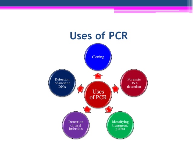 Pcr